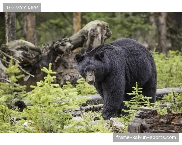 俄罗斯黑熊闯入市区,致一死一惊魂,俄罗斯的黑熊真的怕人吗 俄罗斯黑熊闯入市区,致一死一惊魂,俄罗斯的黑熊真的怕人吗